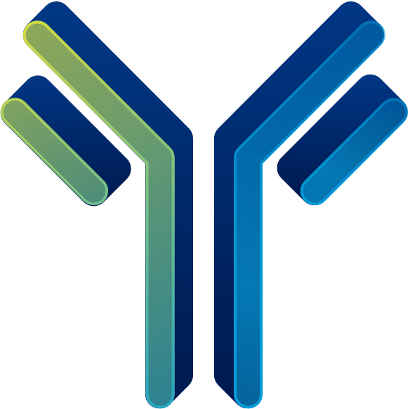 the representation of an antibody